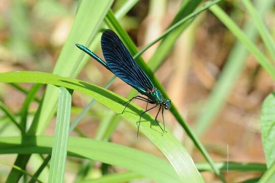 Image of Jewelwings