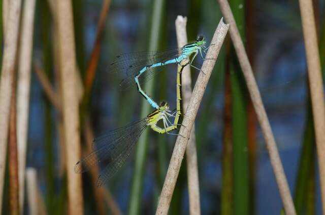 Image of Spearhead Bluet