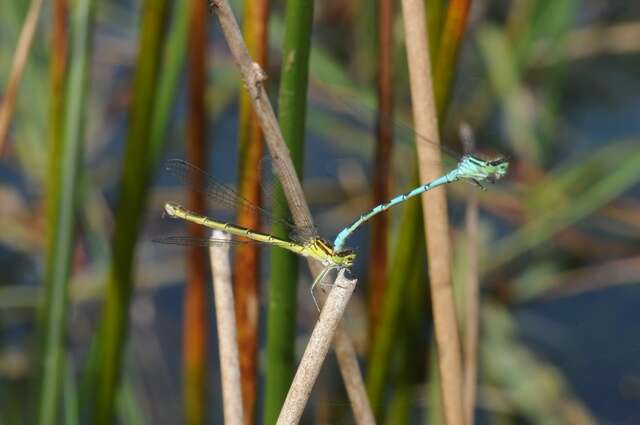 Image of Spearhead Bluet