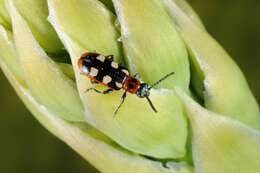 Image of Asparagus beetle