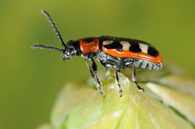 Image of Asparagus beetle