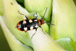 Image of Asparagus beetle