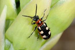 Image of Asparagus beetle