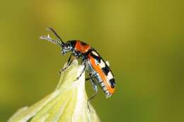 Image of Asparagus beetle