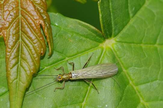 Image of perlodid stoneflies