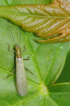 Image of perlodid stoneflies