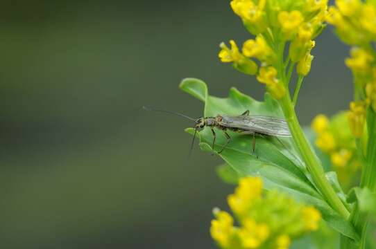 Image of perlodid stoneflies