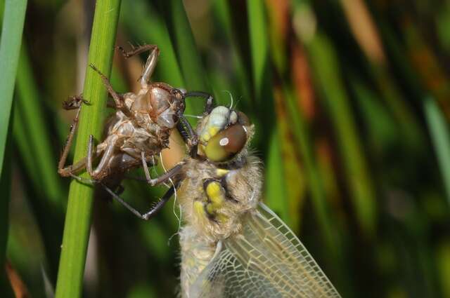 Image of Libellula Linnaeus 1758