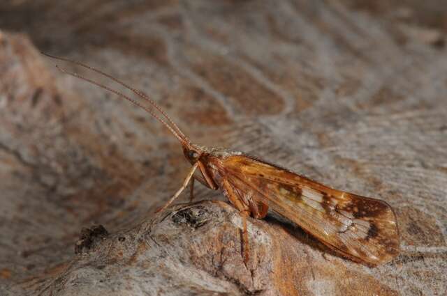 Image of Limnephilus marmoratus Curtis 1834