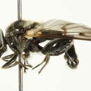 Image of Chalcosyrphus ontario (Curran 1941)