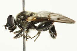 Image of Chalcosyrphus ontario (Curran 1941)