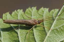 Image of Molanna (Molanna) angustata Curtis 1834