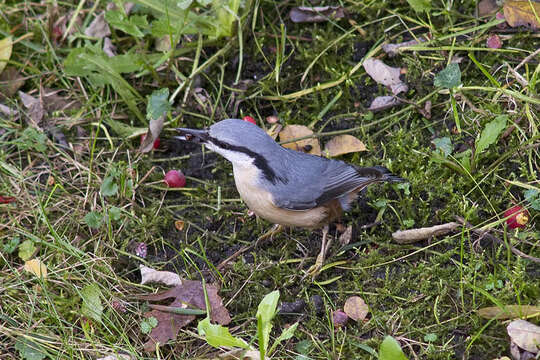 Image of Eurasian Nuthatch