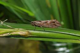 Image of Phryganea (Phryganea) bipunctata Retzius 1783