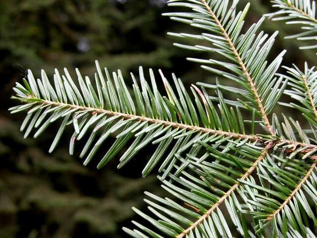 Image of Fir