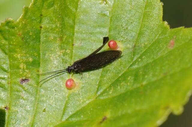 Image of lacewings and relatives