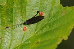 Image of spongillaflies