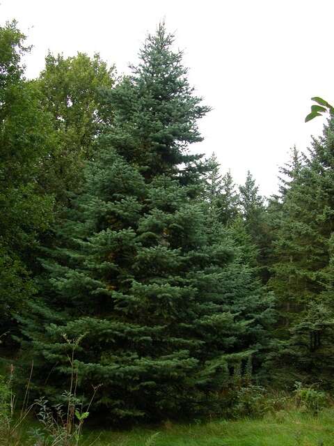 Image of Fir