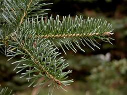 Image of Fir