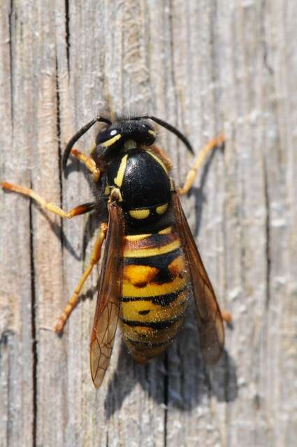 Image of Yellowjackets