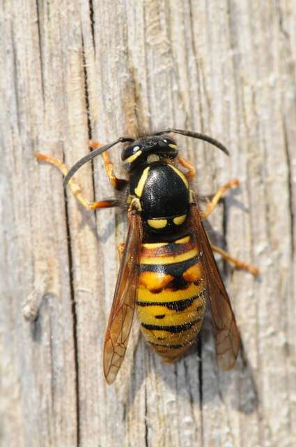 Image of Yellowjackets