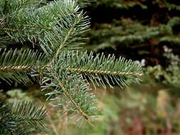 Image of Fir