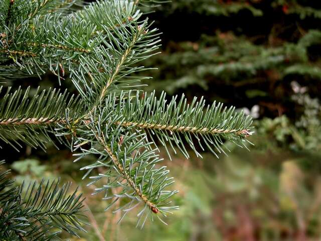 Image of Fir