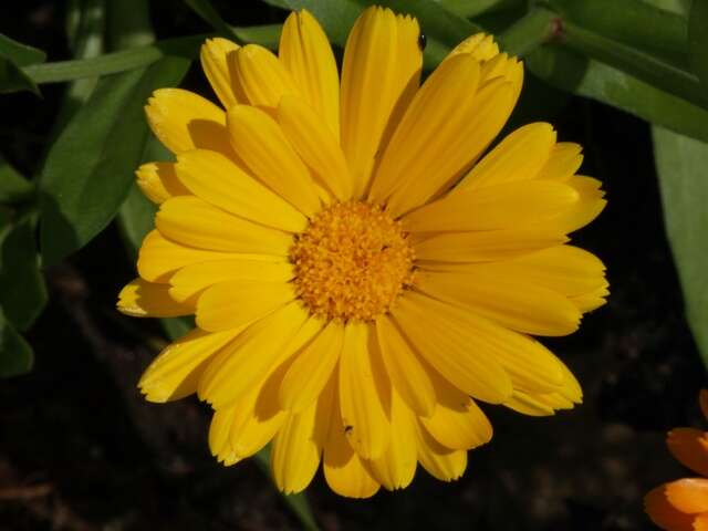 Image of marigold