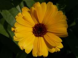 Image of marigold