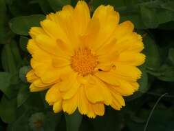 Image of marigold