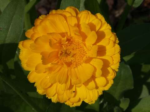 Image of marigold