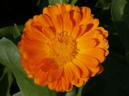 Image of marigold