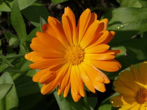 Image of marigold