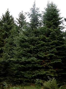 Image of Fir