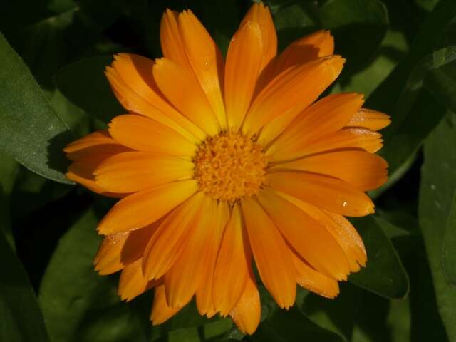 Image of marigold