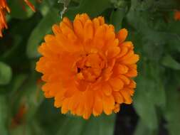 Image of marigold