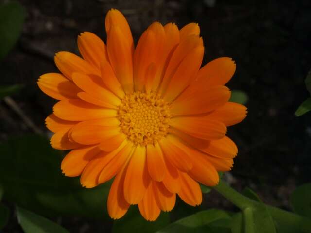 Image of marigold