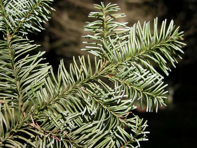 Image of <i>Abies magnifica</i>