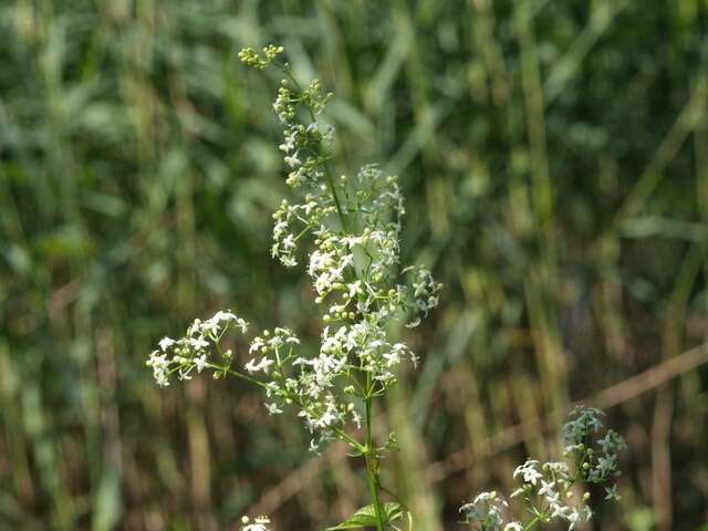 Image of White bedstraw