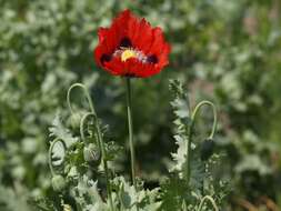 Image of poppy family