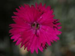 Image of cheddar pink