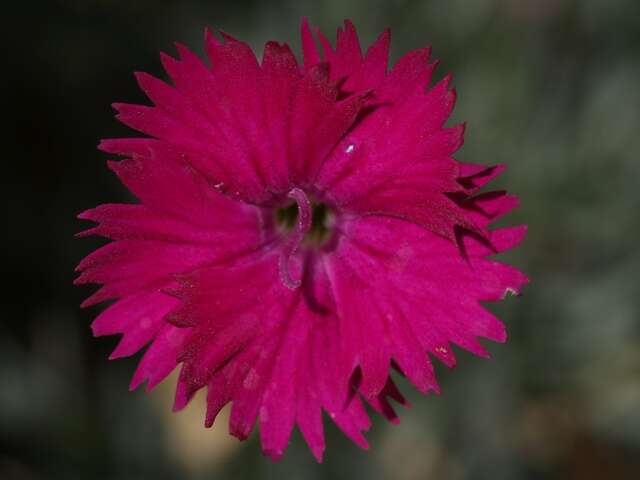 Image of cheddar pink