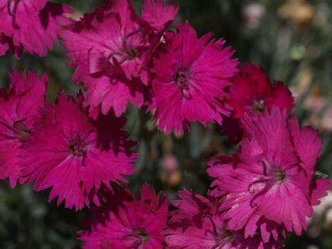 Image of cheddar pink