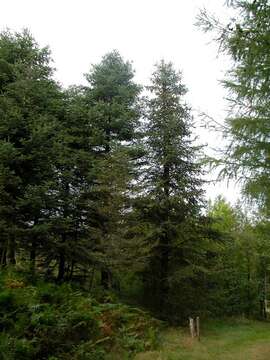 Image of Fir