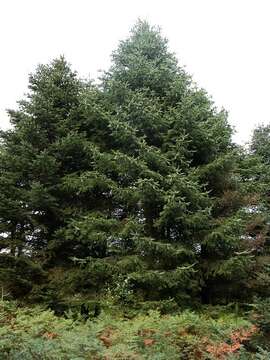 Image of Fir