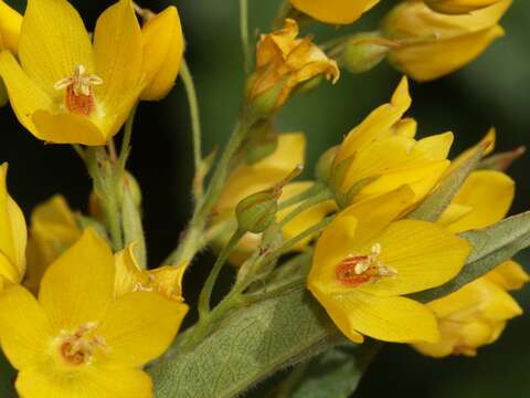 Image of yellow loosestrife