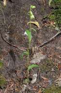 Image of Green-Flowered Helleborne