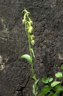 Image of Green-Flowered Helleborne