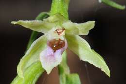 Image of Green-Flowered Helleborne