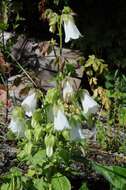 Image of Bellflowers